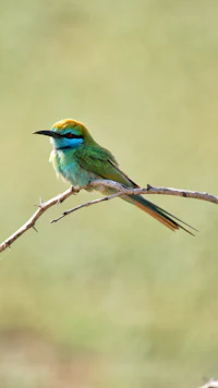 a bird sitting on a branch