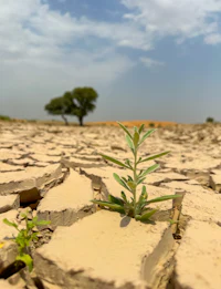 a small tree growing in a dry field