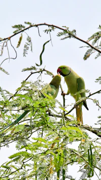 a pair of green parrots sitting in a tree