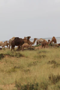 a herd of cows grazing in a field