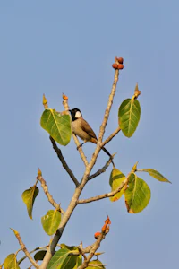 a bird perched on a tree branch