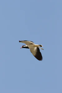 a bird flying through a clear blue sky