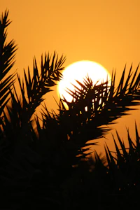 the sun is setting behind a palm tree