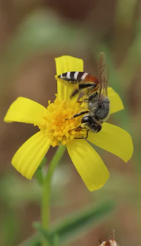 a bee is sitting on a yellow flower