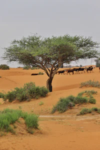 a lone tree in the desert