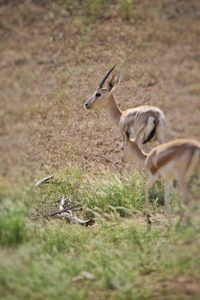 a pair of gazelles walking in a grassy field