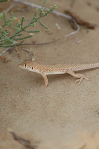 a small lizard on the ground