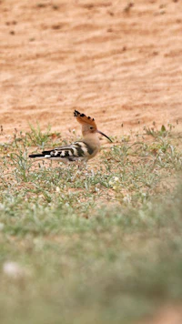 a bird standing on the ground