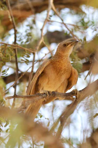 a brown bird perched on a branch in a tree