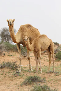 two camels standing in the desert